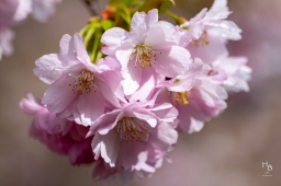 Körsbärsblommor i rosa och vitt